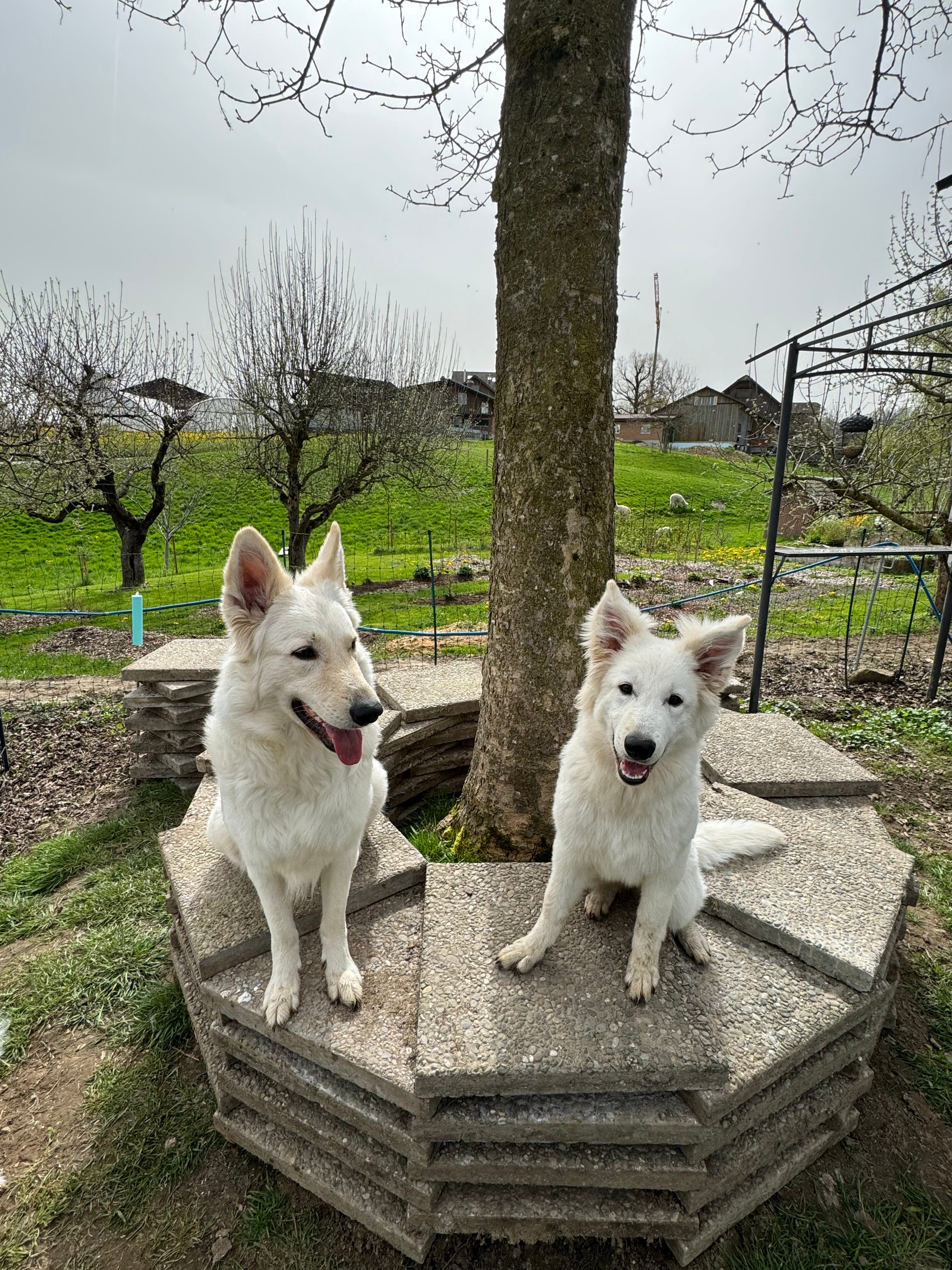 Ivy und Bona