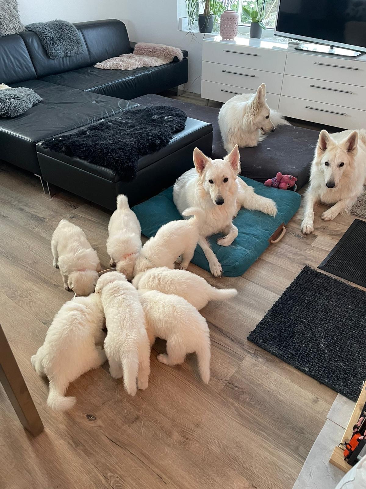 Gaia, Faro, Bona & die Welpen