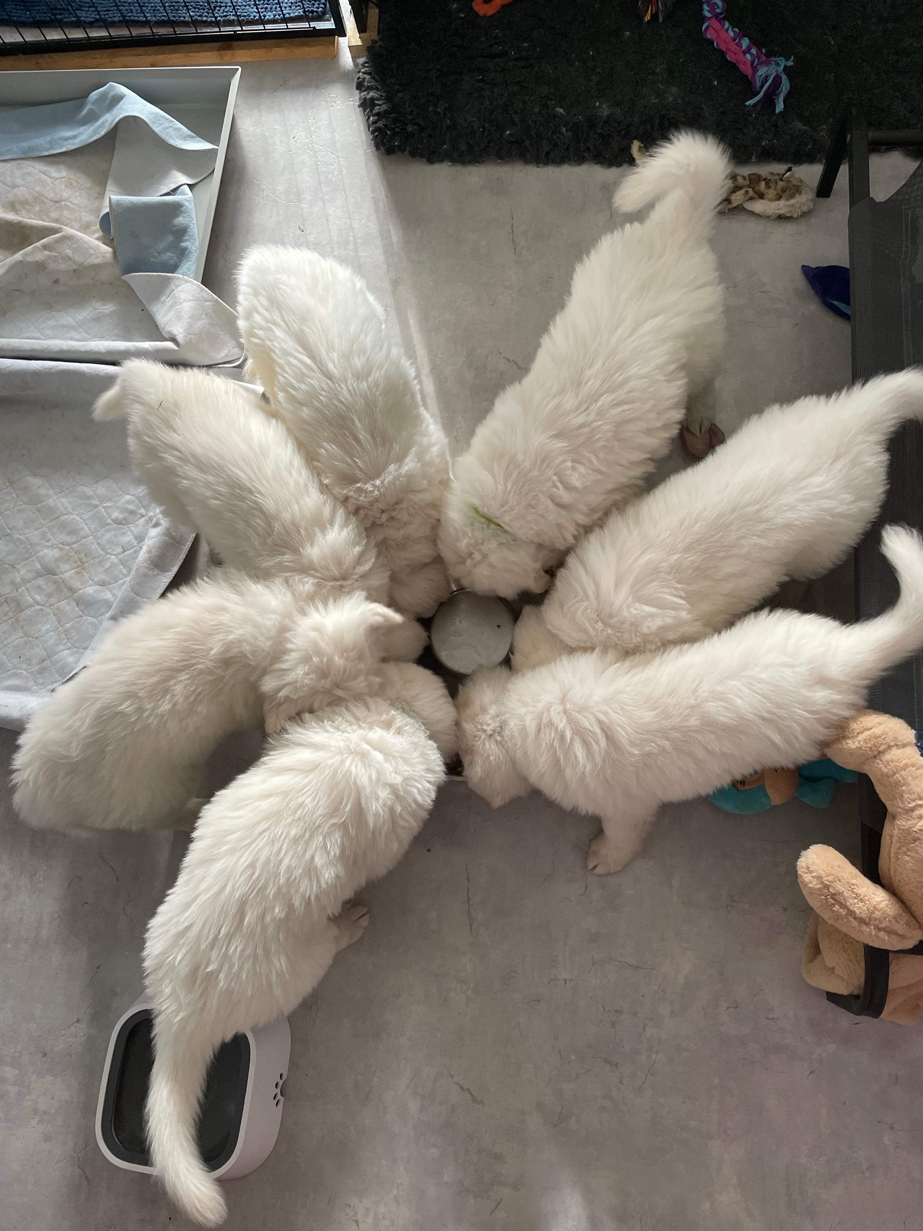 Welpen am spielen