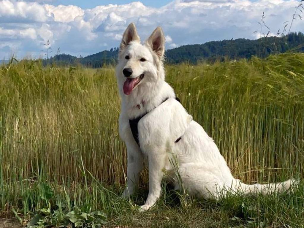 Maximus von der Seite