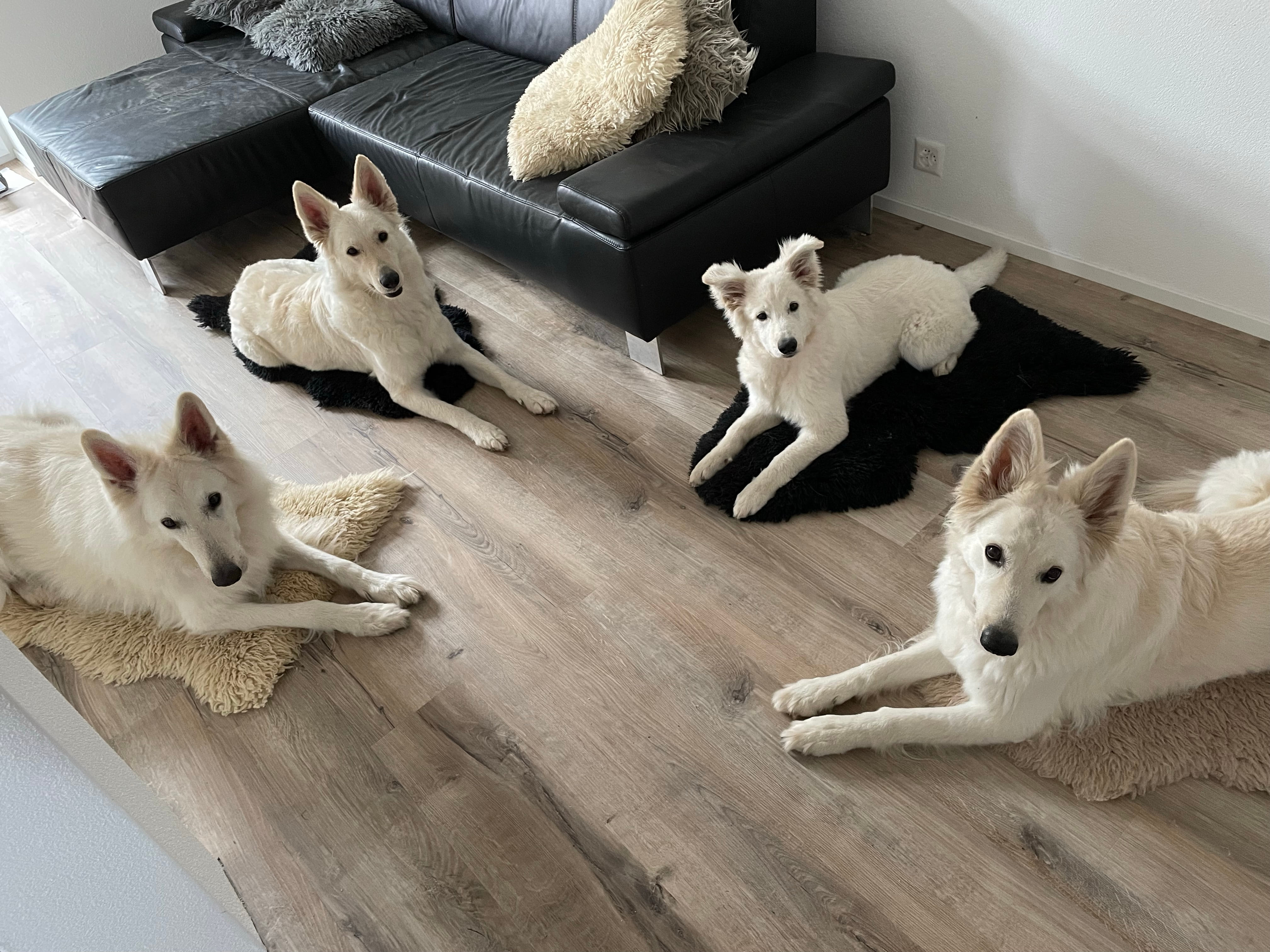 Faro, Bona, Ivy & Gaia