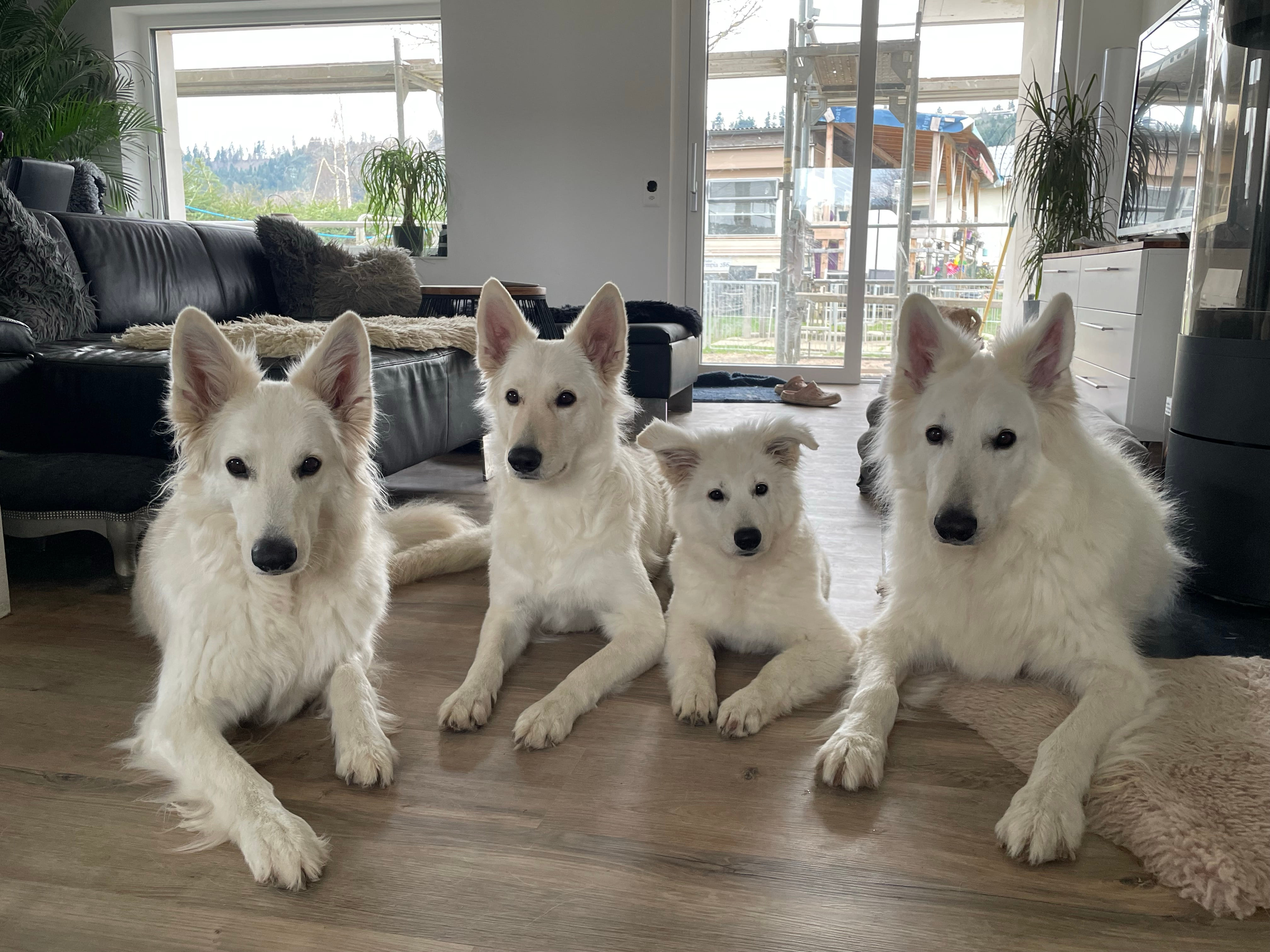 Gaia, Bona, Ivy & Faro
