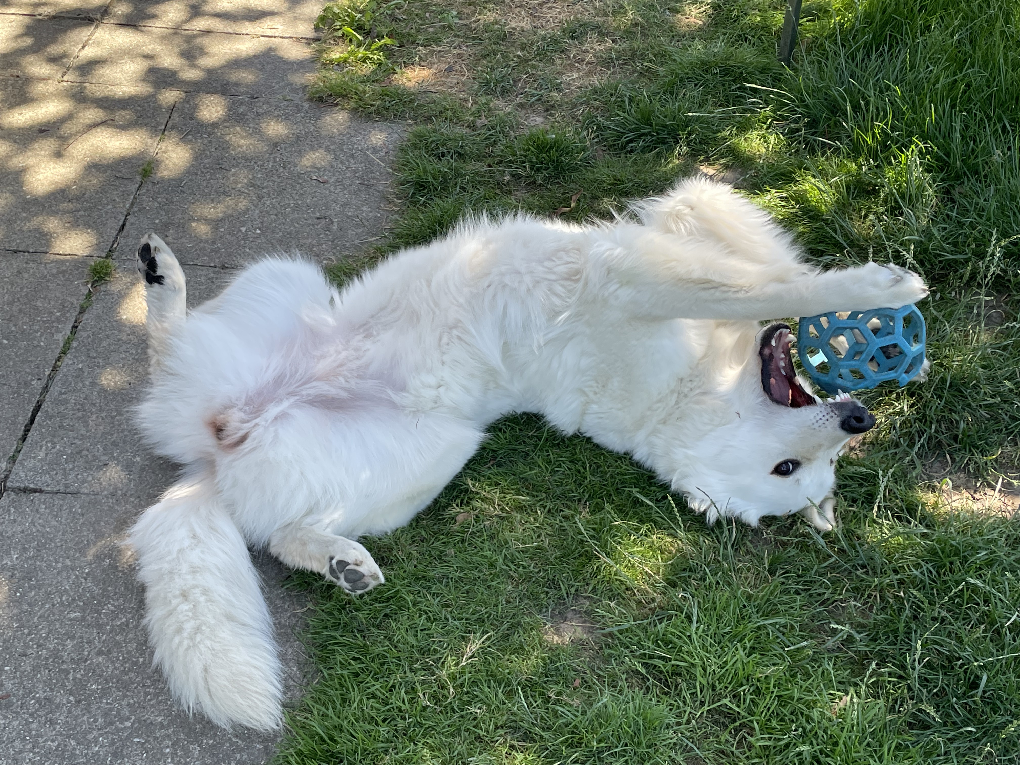 Bona beim spielen