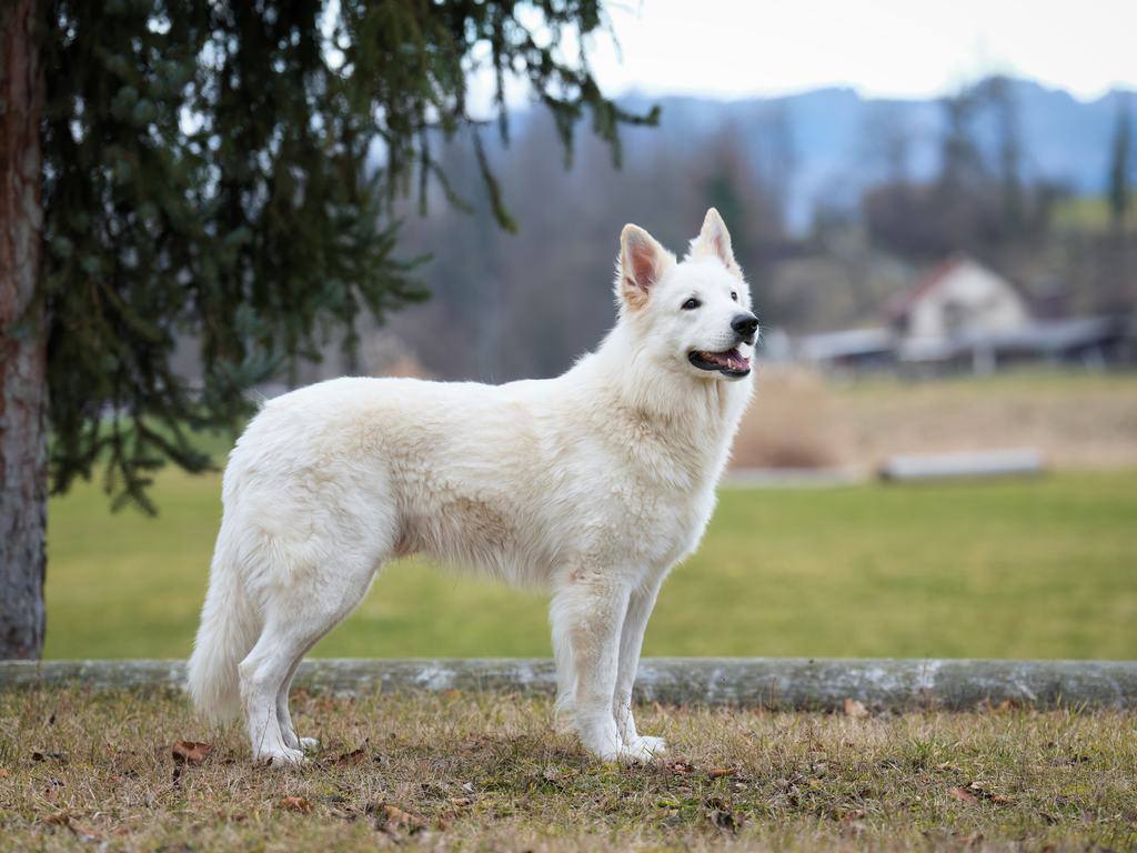 Maximus von der Seite