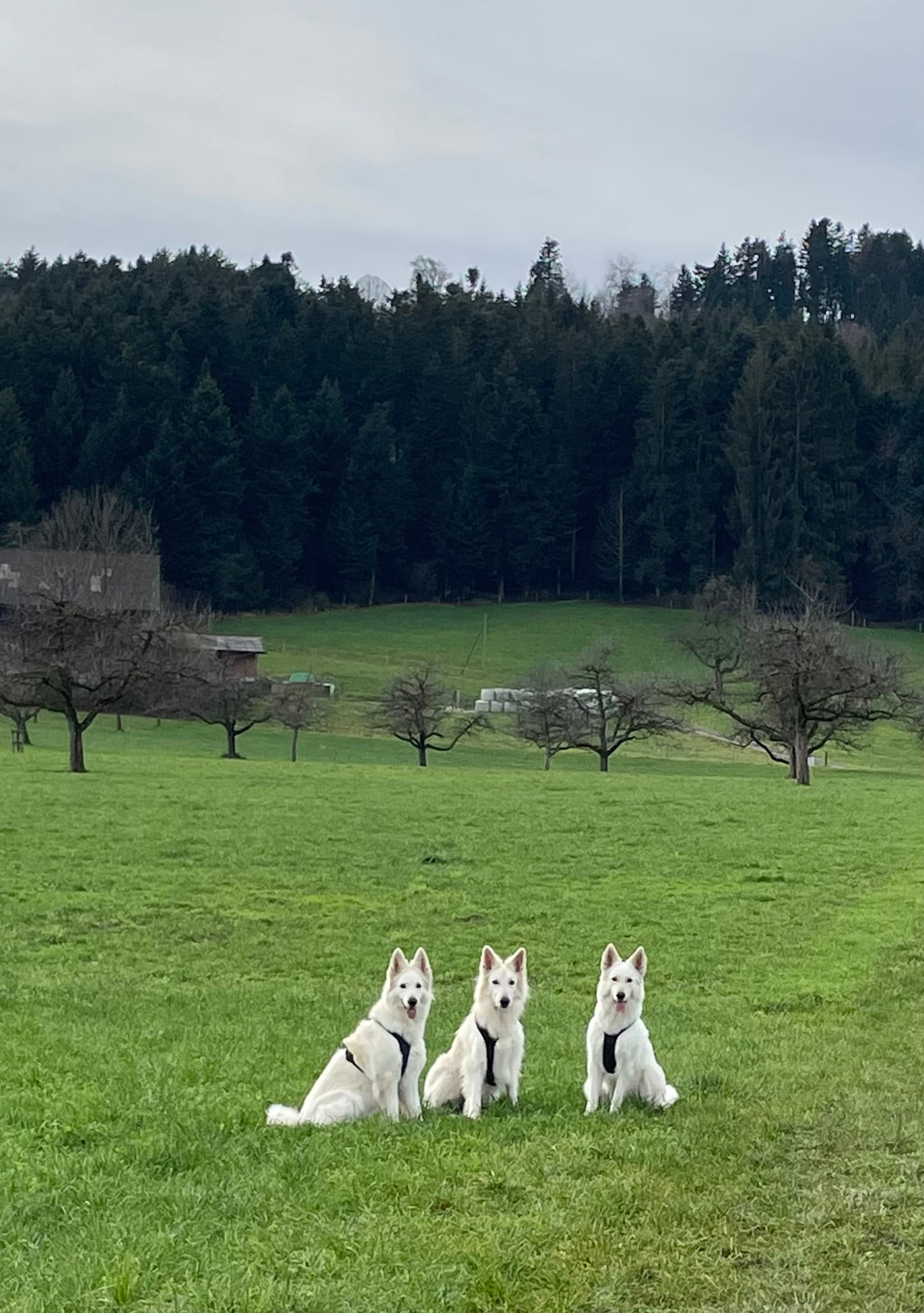 Alle drei auf dem Feld