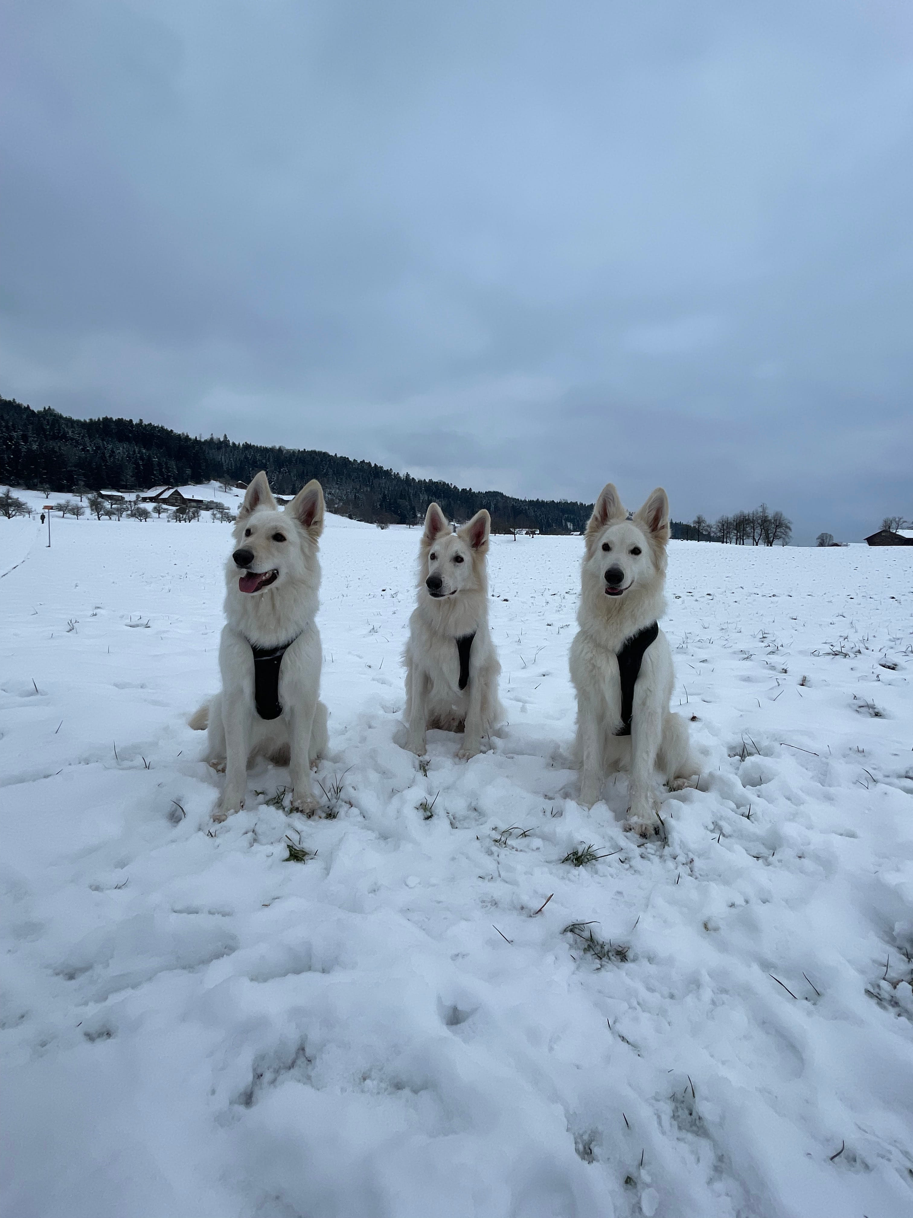 Alle drei im Schnee