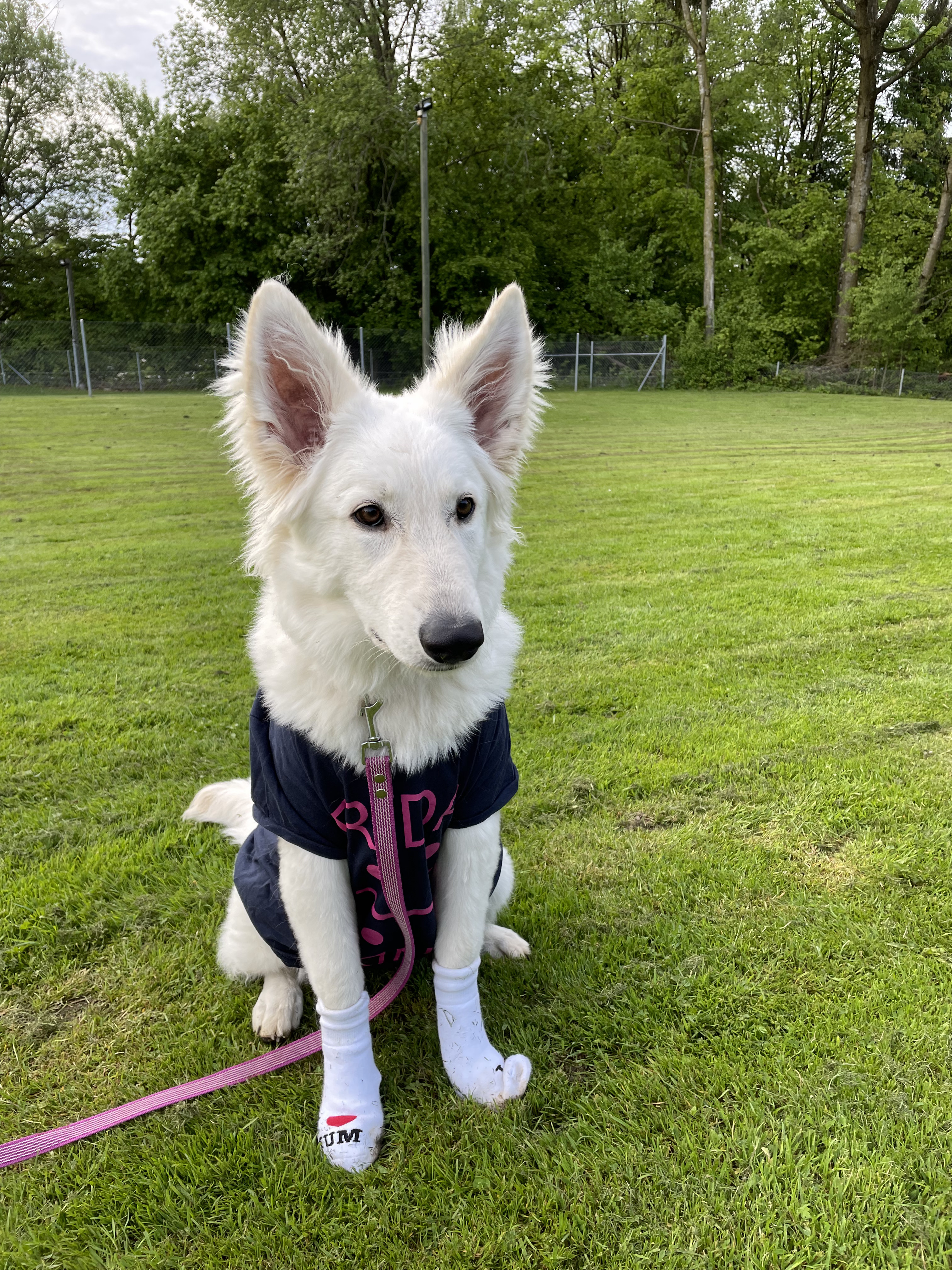 Bona in der Hundeschule