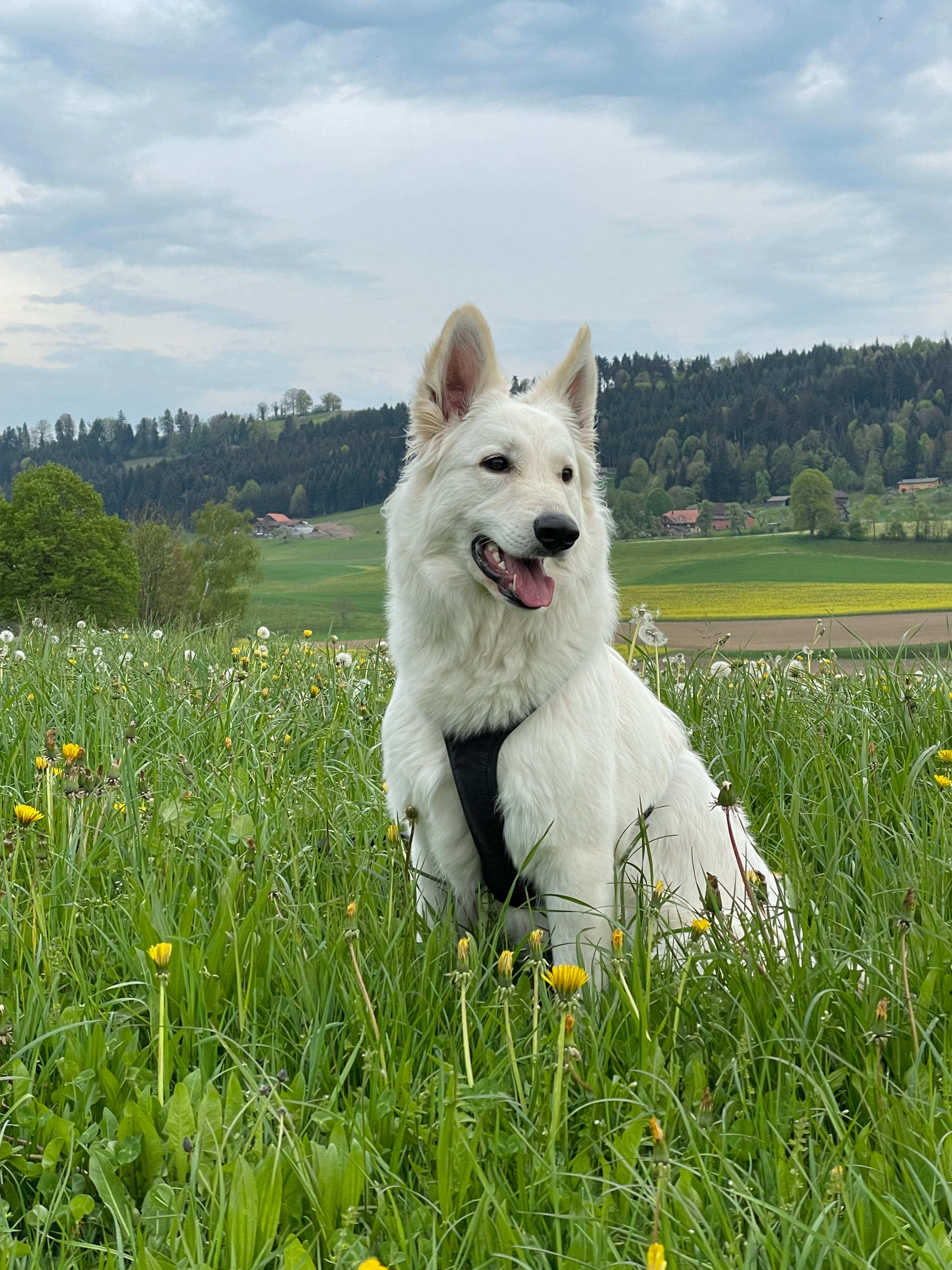 Bona auf der Wiese