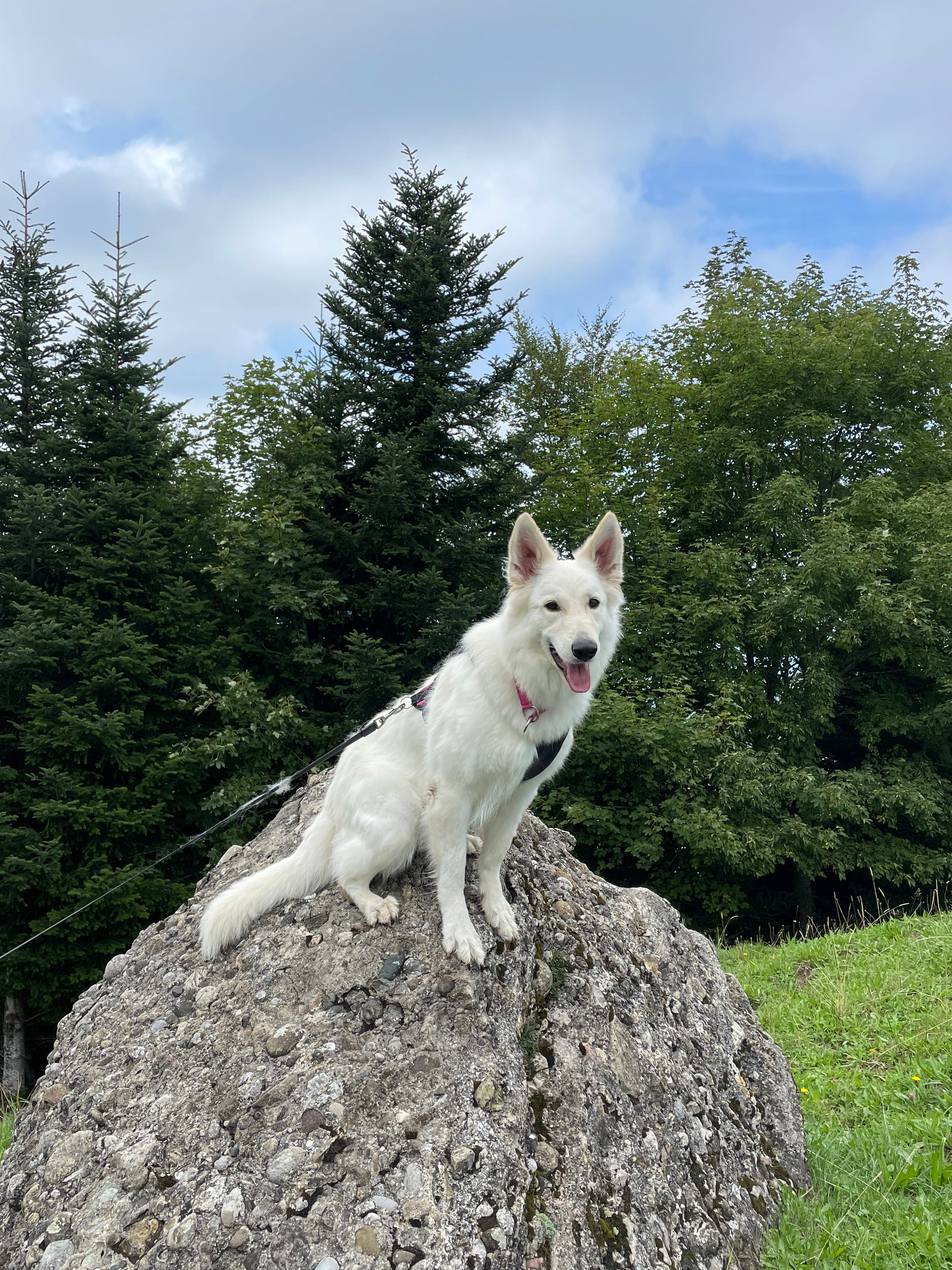 Bona auf dem Felsen